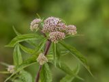 Eupatorium cannabinum