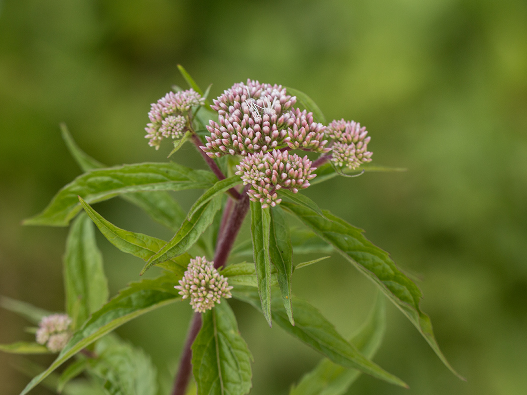 Изображение особи Eupatorium cannabinum.