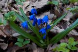 Scilla siberica. Цветущее растение. Донецк, лесополоса. 24.03.2016.