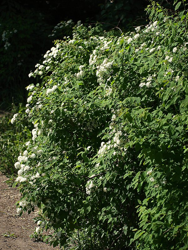 Image of Spiraea chamaedryfolia specimen.