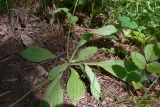 Plantago urvillei. Нижняя часть растения. Свердловская обл., окр. г. Североуральск, р-н скал Грюнвальдта, сосново-еловый склон, тропинка. 19.06.2015.