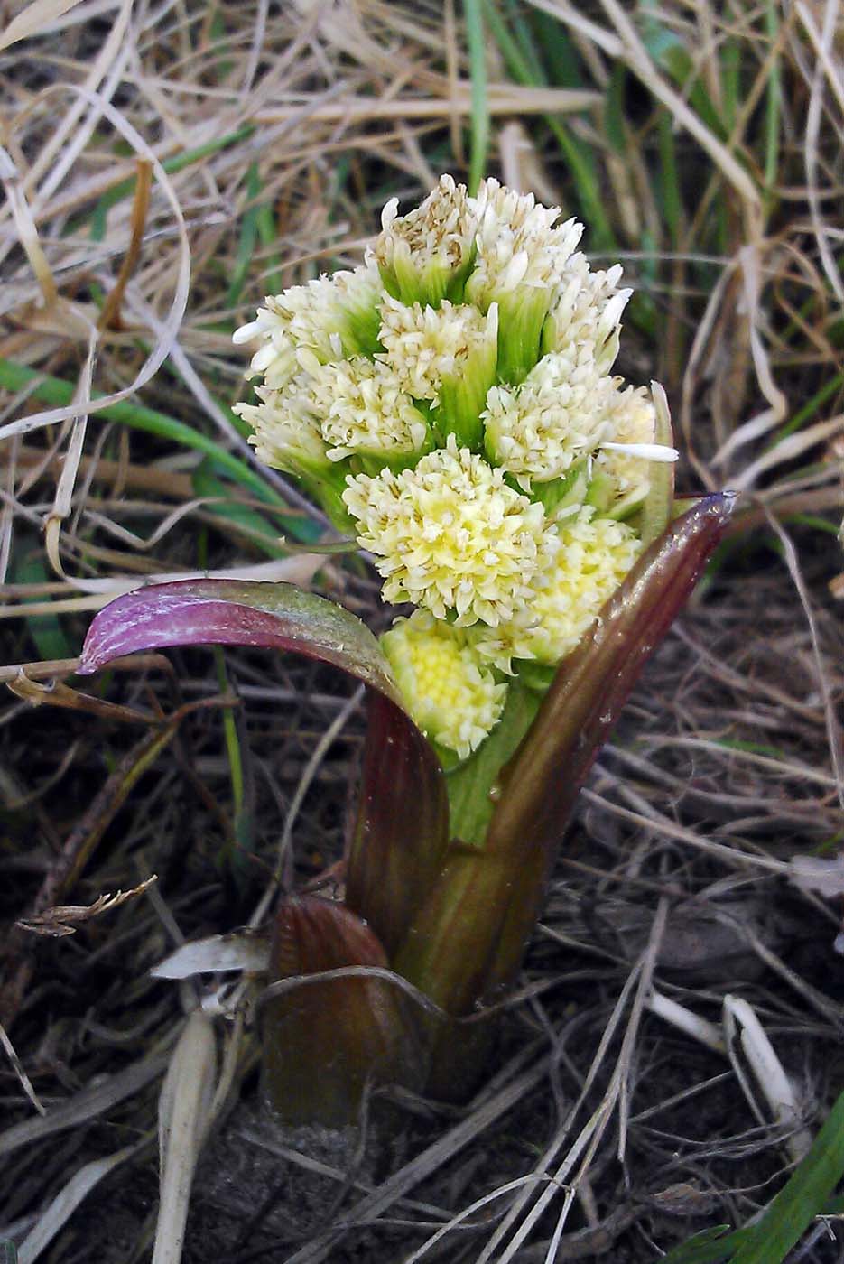 Image of Petasites spurius specimen.