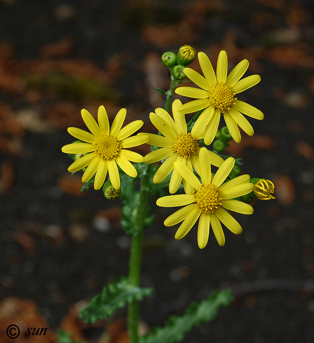 Image of Senecio vernalis specimen.