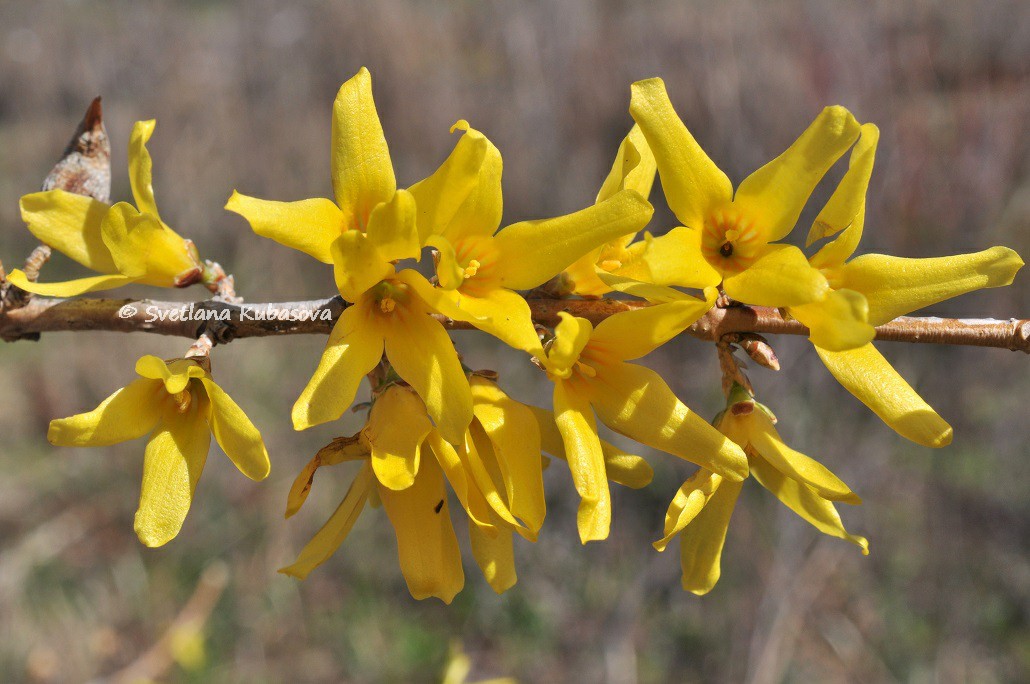 Изображение особи род Forsythia.