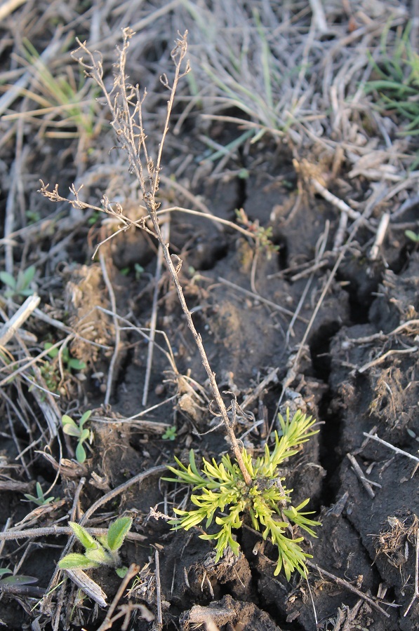 Image of Unknown species specimen.