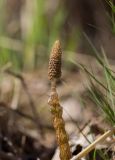 Equisetum sylvaticum