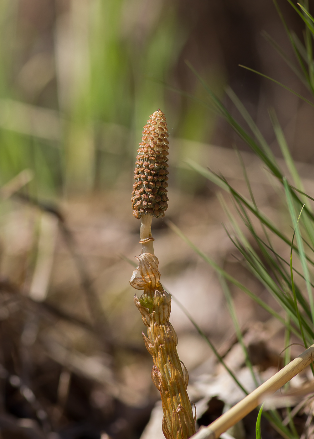 Изображение особи Equisetum sylvaticum.