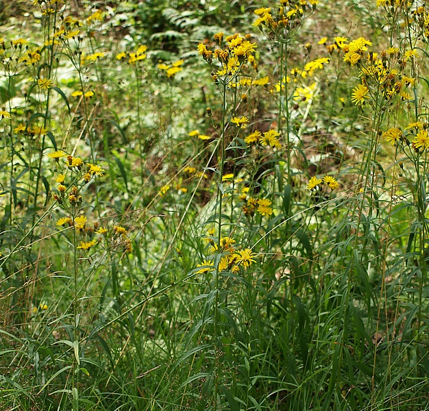 Изображение особи Hieracium umbellatum.