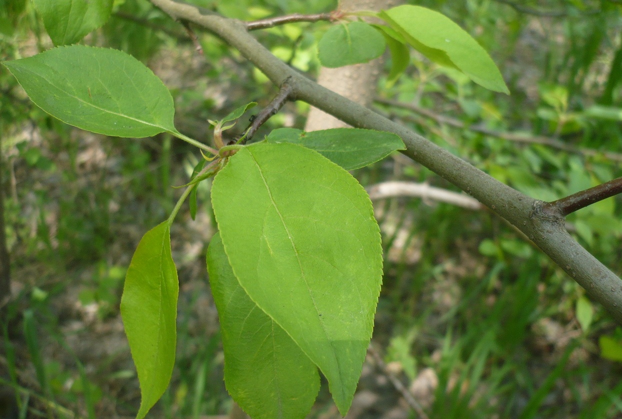 Image of Malus sylvestris specimen.