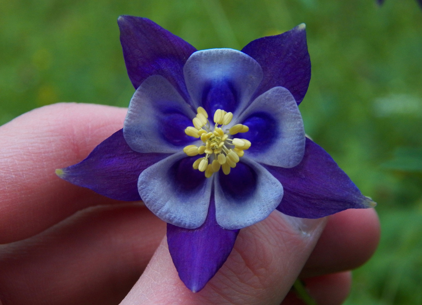 Image of Aquilegia vulgaris specimen.