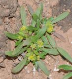 Notoceras bicorne. Цветущее и плодоносящее растение на глинистом субстрате между камнями. Испания, автономное сообщество Канарские острова, остров Фуэртевентура, провинция Лас Пальмас, муниципалитет Ла Олива, восточные окр. пос. Эль Котильо, предгорная равнина, пояс суккулентных кустарников. 08.03.2016.