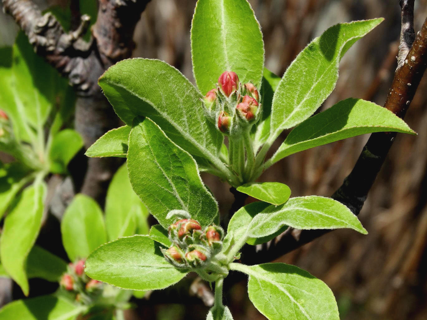 Изображение особи Malus mandshurica.