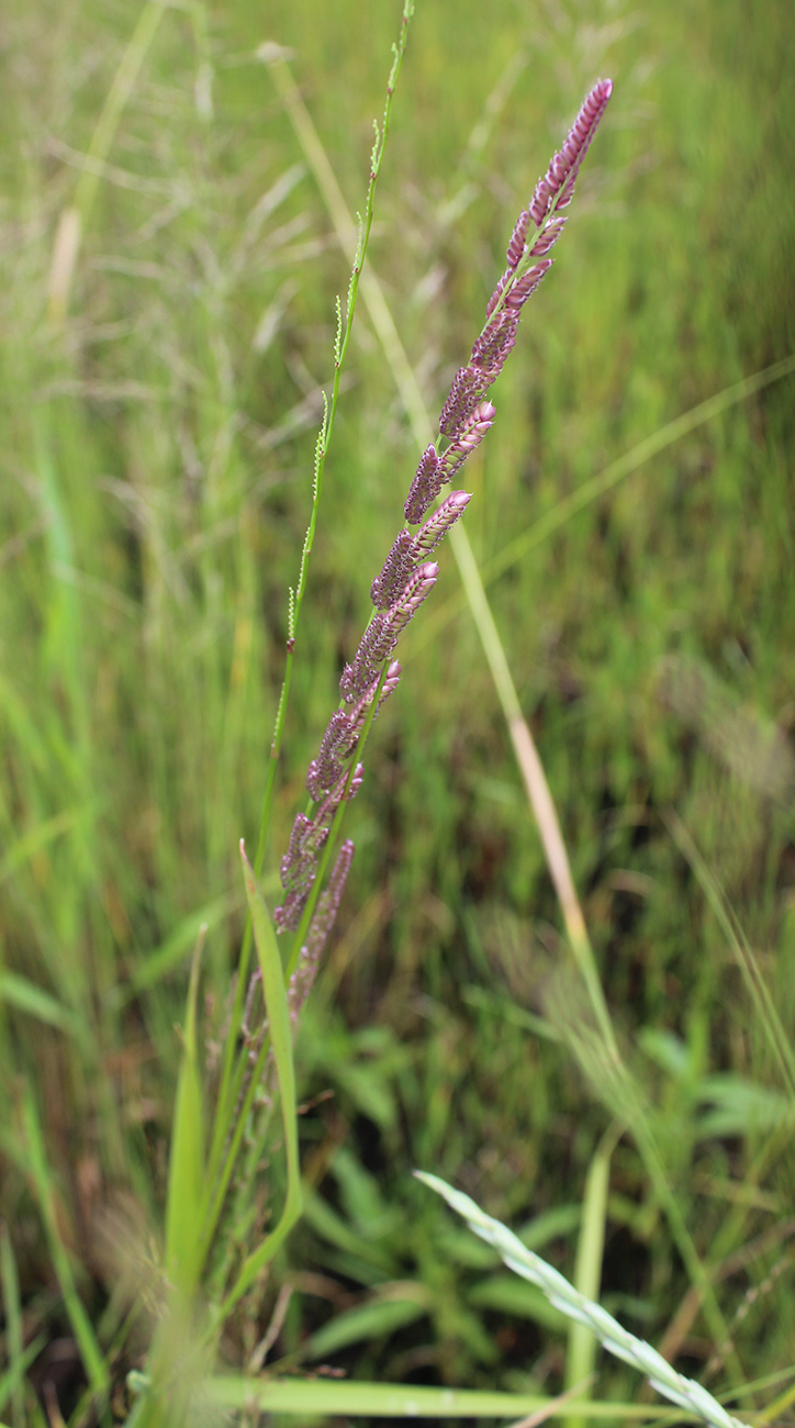 Image of Beckmannia eruciformis specimen.