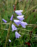 Campanula rotundifolia. Соцветие. Украина, Волынская обл., Ратновский р-н, восточнее с. Залухов, правый берег Выжевского канала возле оз. Святое, сухой луг. 31 июля 2007 г.