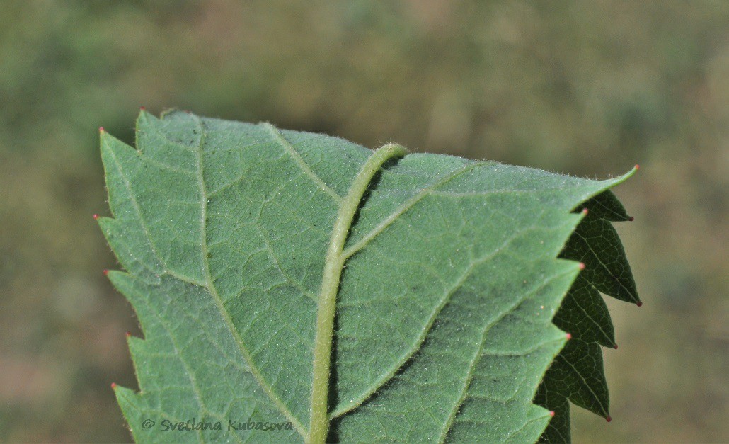 Image of Spiraea &times; billardii specimen.