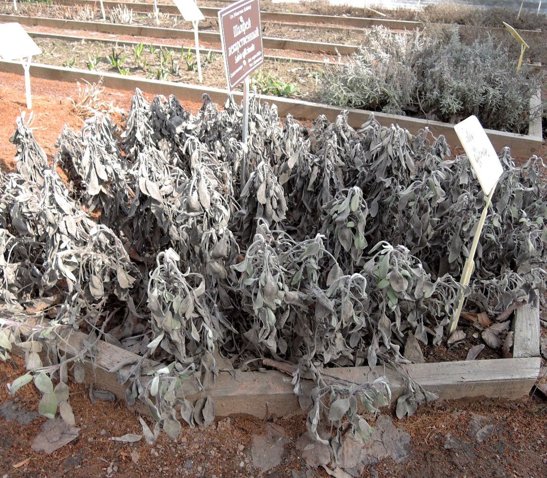 Image of Salvia officinalis specimen.