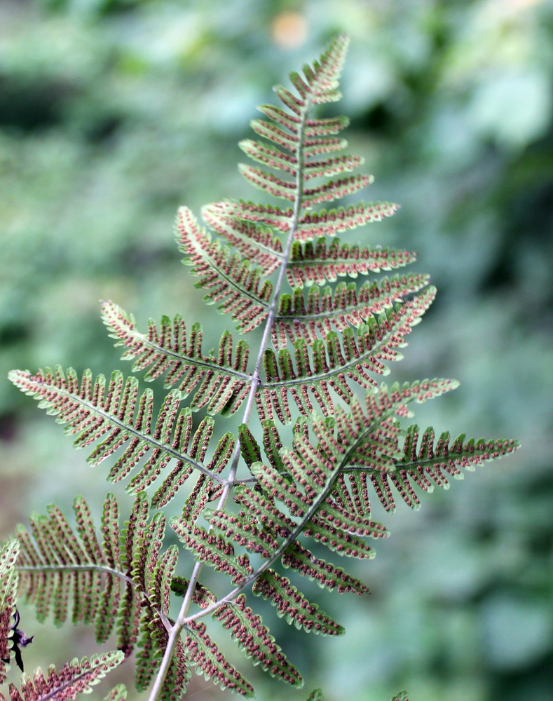 Изображение особи Gymnocarpium robertianum.