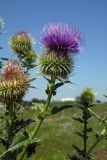 Cirsium ciliatum