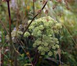Angelica sylvestris