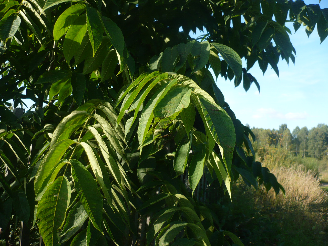 Изображение особи Juglans mandshurica.