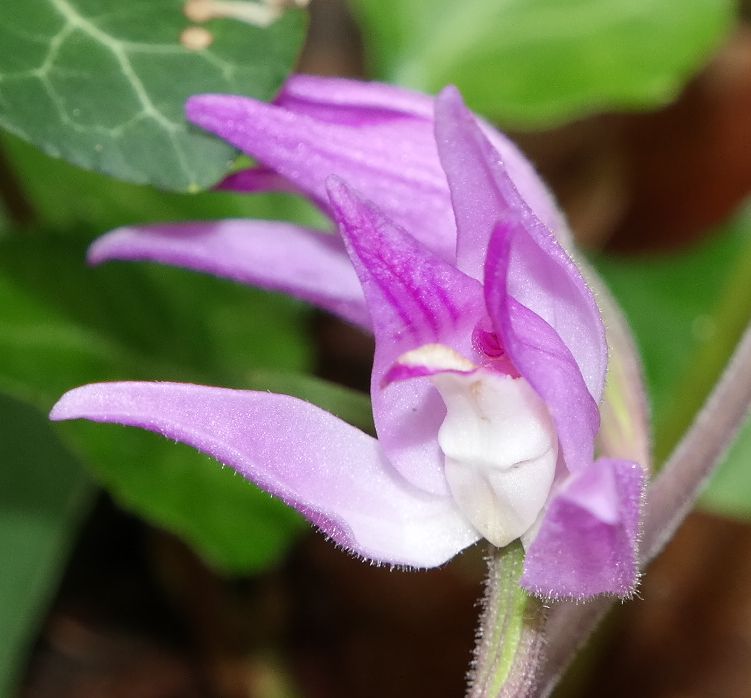 Image of Cephalanthera rubra specimen.