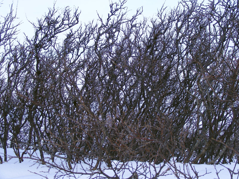 Image of Betula czerepanovii specimen.