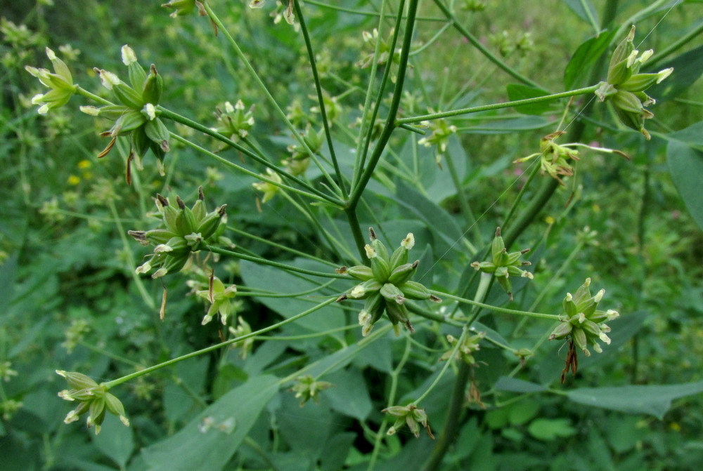 Изображение особи Thalictrum pavlovii.