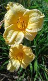 Hemerocallis × hybrida