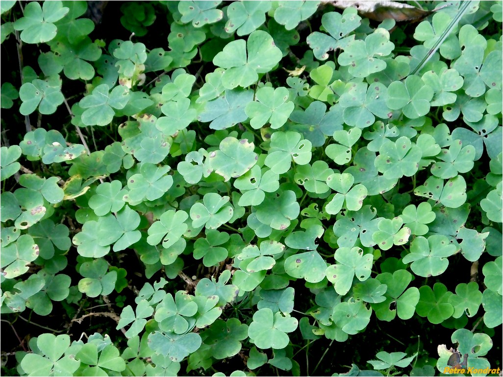 Image of Oxalis acetosella specimen.