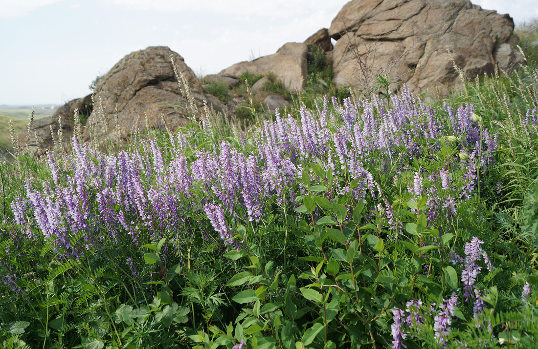 Image of Vicia tenuifolia specimen.