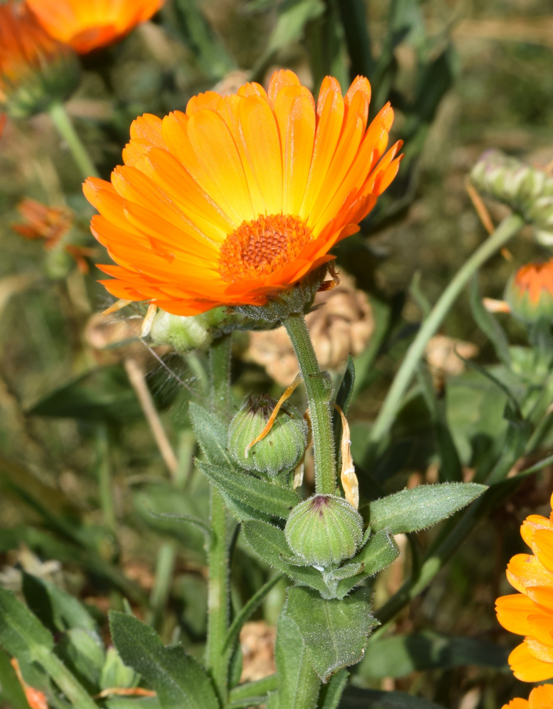 Image of Calendula officinalis specimen.