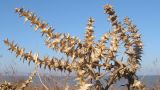 Salsola pontica. Верхушка засыхающего растения после плодоношения. Краснодарский край, м/о Анапа, окр. станицы Благовещенская, Бугазская коса, на дюне. 12.11.2016.