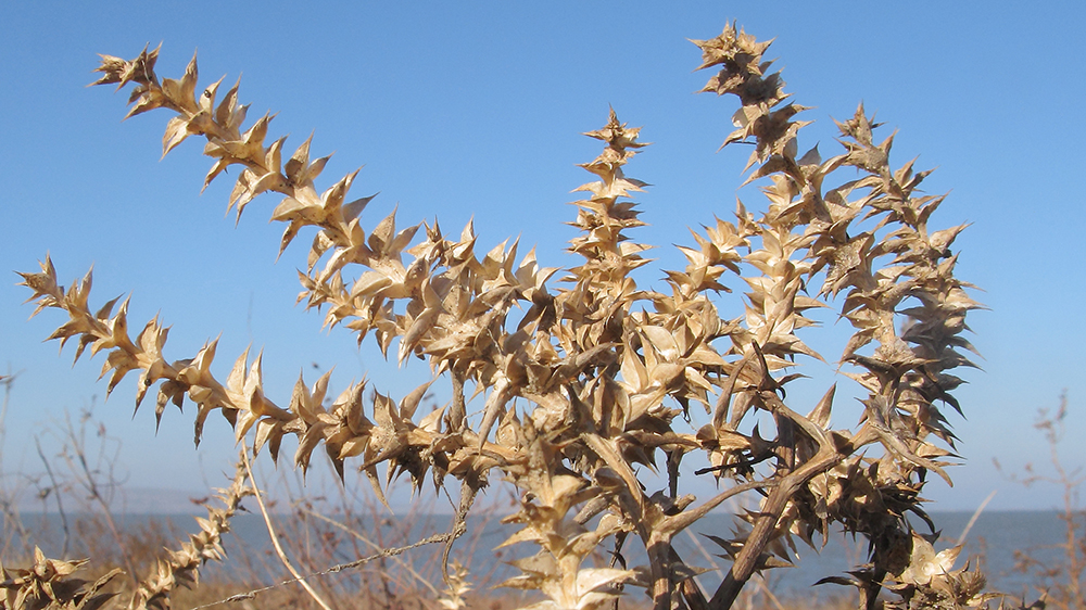 Image of Salsola pontica specimen.