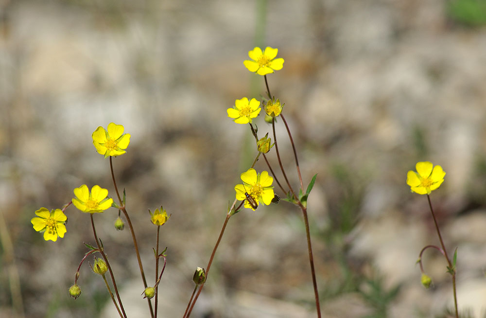 Image of Potentilla stipularis specimen.