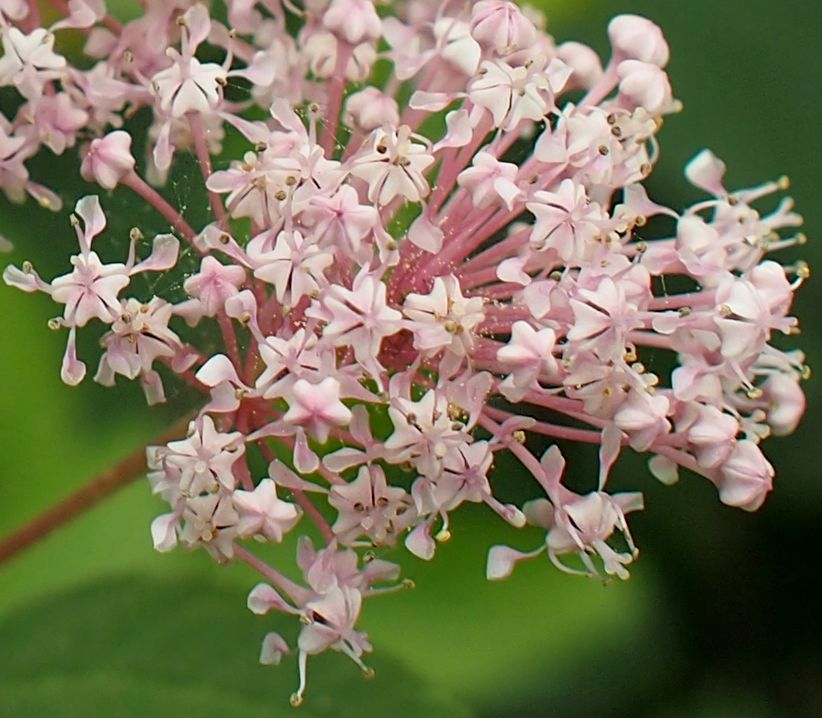 Изображение особи Ceanothus americanus.