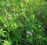 Lathyrus pilosus. Верхушка цветущего растения. Иркутская обл., Иркутский р-н, окр. с. Смоленщина, луг. 29.06.2016.