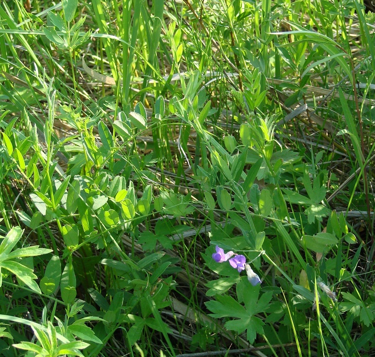 Изображение особи Lathyrus pilosus.