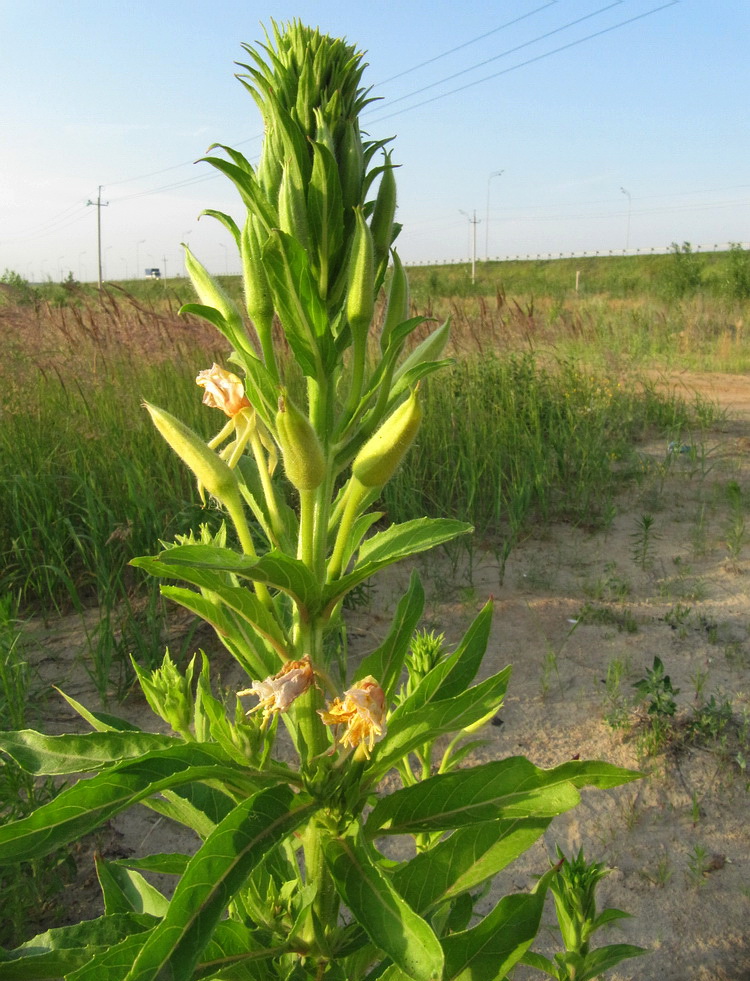 Изображение особи Oenothera biennis.