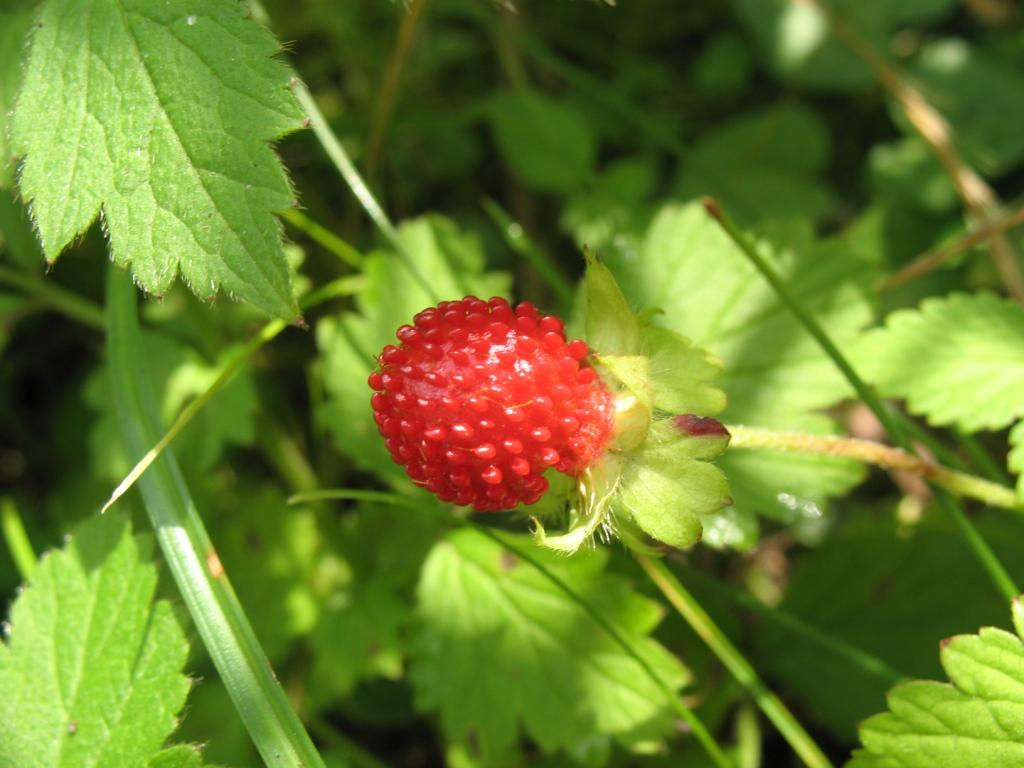 Image of Duchesnea indica specimen.
