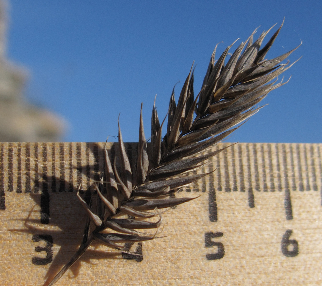 Image of Agropyron pinifolium specimen.