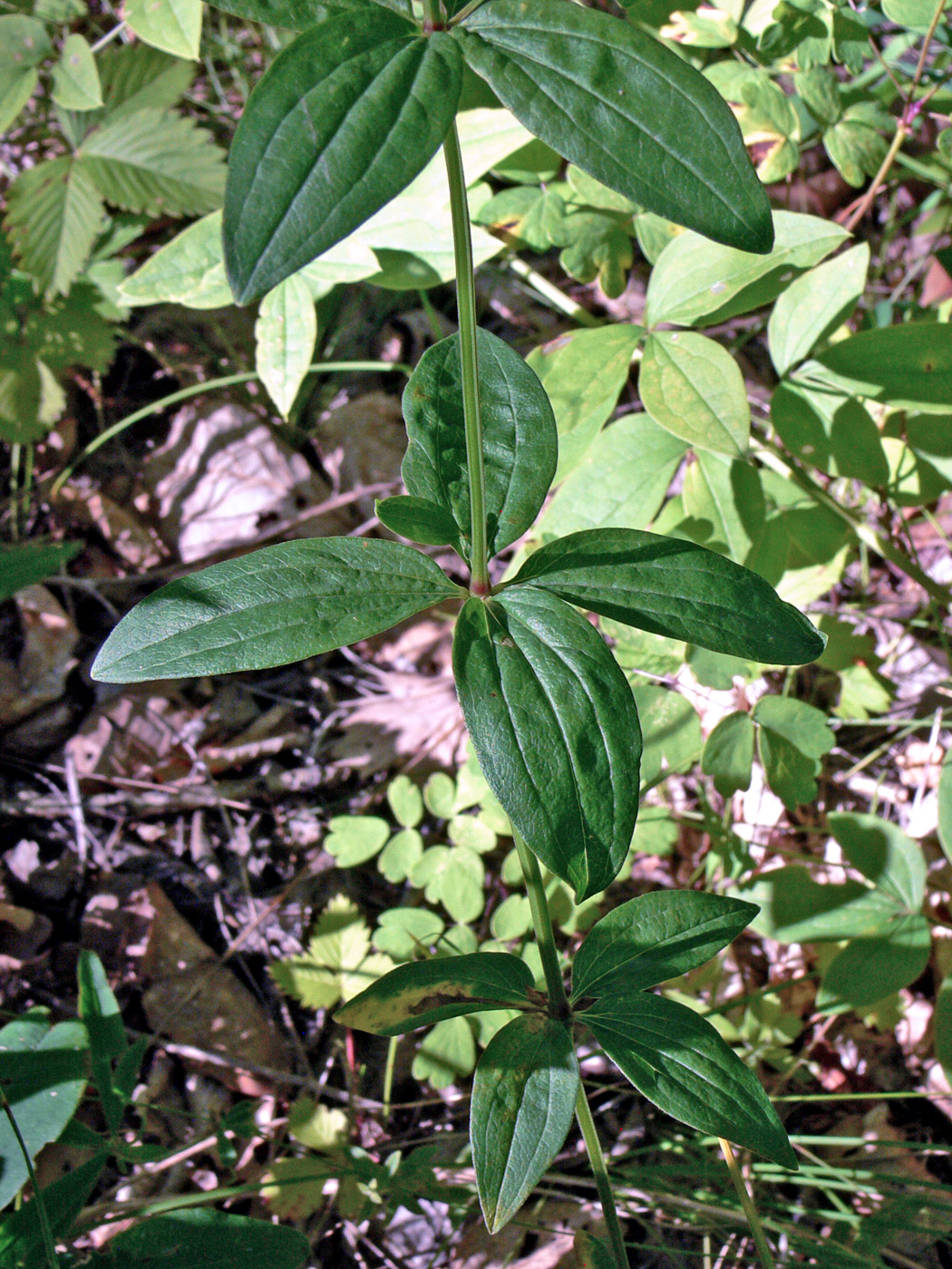 Изображение особи Galium platygalium.