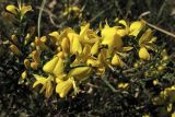 Genista pilosa