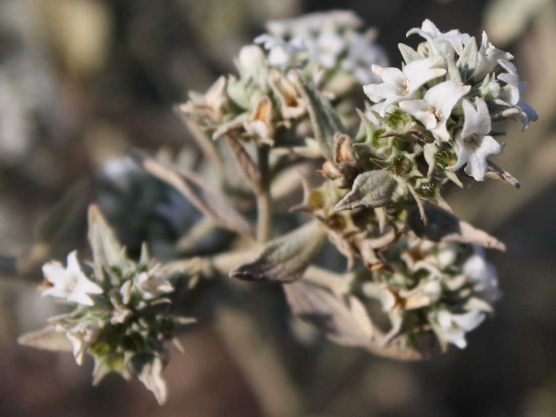 Image of Marrubium peregrinum specimen.