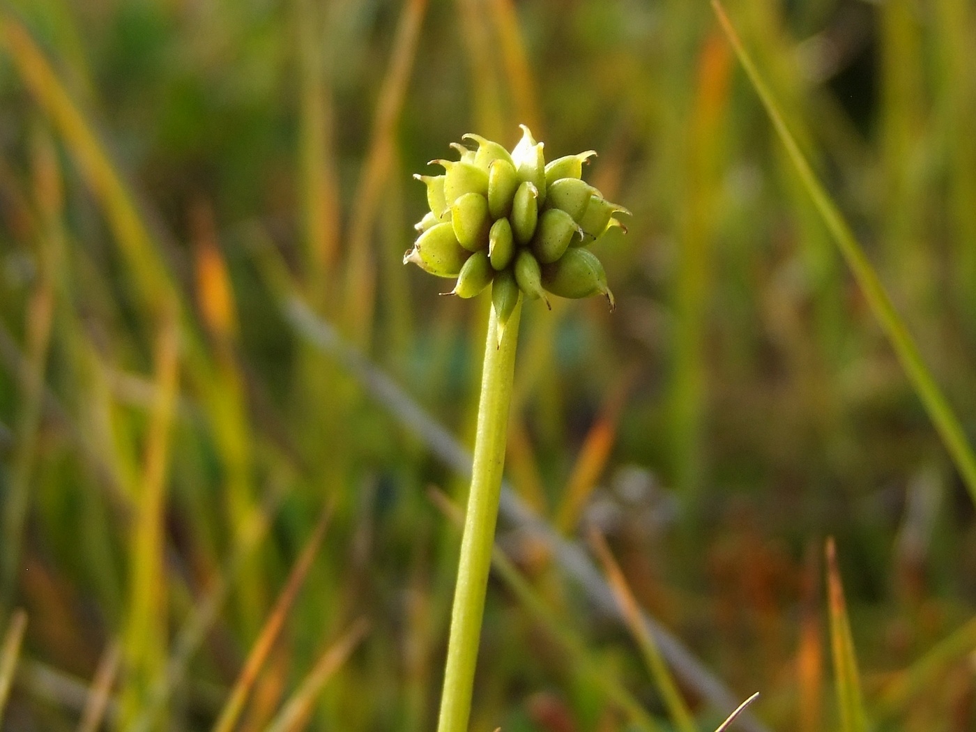 Изображение особи Ranunculus lapponicus.