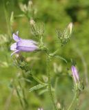 Campanula sibirica. Верхушка растения с бутонами и цветком. Украина, г. Запорожье, балка между Космическим мкрн. и Опытной станцией. 28.05.2016.