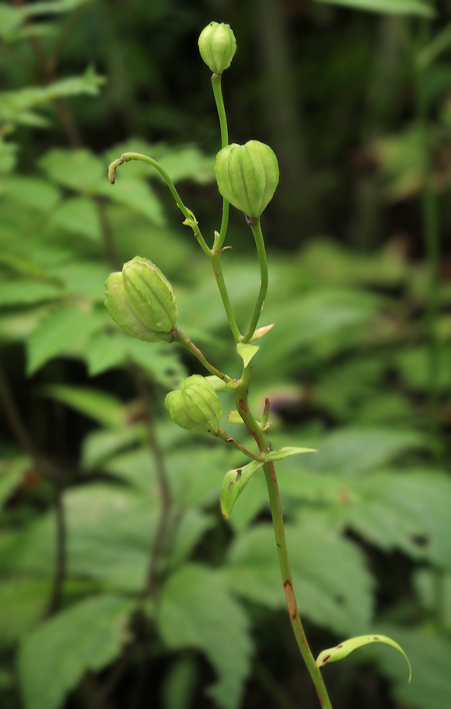 Image of Lilium debile specimen.