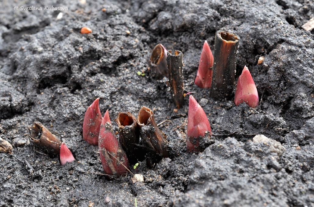 Изображение особи Paeonia anomala.
