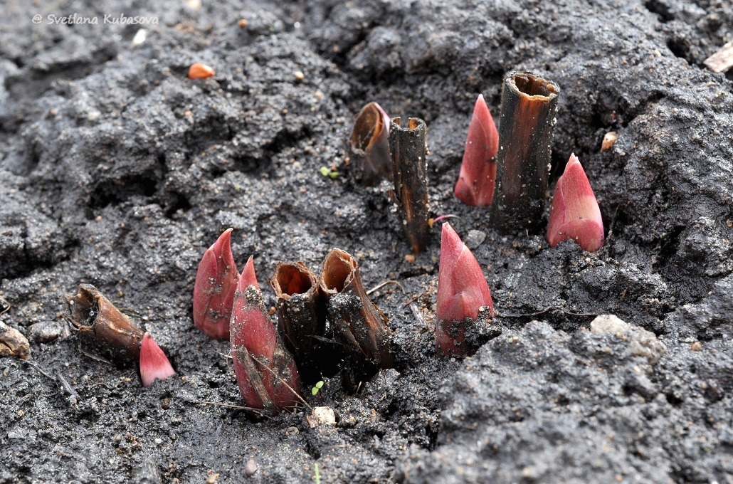 Image of Paeonia anomala specimen.