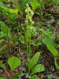 Platanthera oligantha. Цветущее растение в сообществе с Salix и Artemisia. Магаданская обл., Ольский р-н, Ольское шоссе, среди кустарников. 15.07.2013.