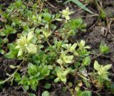 Stellaria neglecta